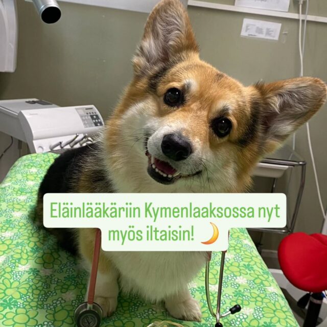 Tuntuuks sinusta, et päivän tunnit loppuu kesken? Myö tiedetään se tunne, ja siks helpotetaankin sun arkea! 🐾✨💚Nyt Tassulasta saa aikoja myös iltaisin, eli sun ei tarvi enää stressata töistä lähtöä tai aikataulujen sumplimista. Meiän klinikkakoira Pärre tässä jo kovasti valmistautuu iltavuoroihin ja vahtii, et kaikki on valmiina sinua ja sun lemmikkiä varten.🩺Olipa kyseessä sit äkillinen korvakipu, mieltä askarruttava patti tai ne perinteiset (ja älyttömän tärkeet!) hampaiden huollot, myö ollaan täällä siua varten. Meillä on labratulokset hetkessä valmiina ja laitteet vimpan päälle, et saadaan kaveri kuntoon ilman turhaa oottelua.👇Käy kurkkaamassa vapaat ilta-ajat ja varaa omas! Miä ja muu tiimi ootellaan jo täällä.
www.elainklinikkatassula.fi/ajanvaraus❤️:lla koko Tassulan väki, eli
Yrittäjäeläinlääkäri Anne sekä
meidän osaavat eläinlääkärit Nina, Deivi, Ripsa ja Suvi,
ihanat hoitajat: Susanna, Krista, Kaj ja Piia, sekä vastuuhoitaja/hoitotyön päällikkö Emmi ja hallinnon asiantuntija, klinikkapäällikkö Terhi✨️🐾🩺💚#EläinklinikkaTassula #Kotka #Kymenlaakso #Eläinlääkäri #iltavastaanotto🐶🐱🐹🐰🐢