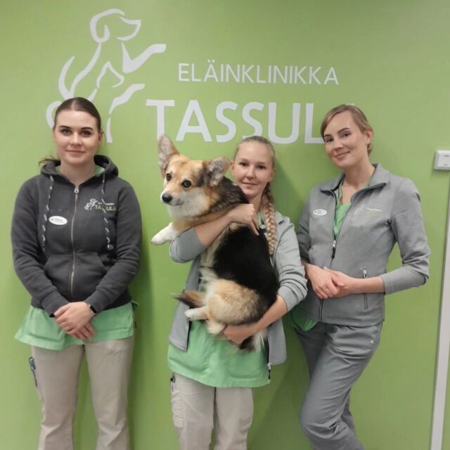 Ihanaa klinikkaeläinhoitajien päivää!❤️🐾👩‍⚕️Tänään 11.10. vietetään kansainvälistä klinikkaeläinhoitajien päivää👩‍⚕️Hoitajat ovat klinikan selkäranka ja heidän työnkuvansa on todella laaja. He esimerkiksi avustavat eläinlääkäriä niin toimenpiteissä kuin leikkauksissa, valvovat nukutuksia, antavat lääkityksiä, pitävät klinikan siistinä, tekevät välinehuoltoa ja kaikkiaan huolehtivat potilaiden sekä asiakkaiden kaikista tarpeista.❤️Kiitos meidän hoitajille, ilman teitä Tassula ei olisi Tassula!❤️🐾🤗Kuvassa meidän hoitajista ovat klinikkaeläintenhoitaja Pia oikealla sekä hoitajaopiskelijat Krista (keskellä) ja Oona (vasemmalla). Lämpimään syliin pääsi tällä kertaa Pärre, klinikkapäällikkömme Terhin corgipoika 🐶 😊#eläinklinikkatassula #eläinklinikkatassulakotka #eläinlääkäri #klinikkaeläinhoitaja #klinikkaeläintenhoitaja #hoitajaopiskelija #klinikkaeläintenhoitajaopiskelija #klinikkaeläinhoitajienpäivä